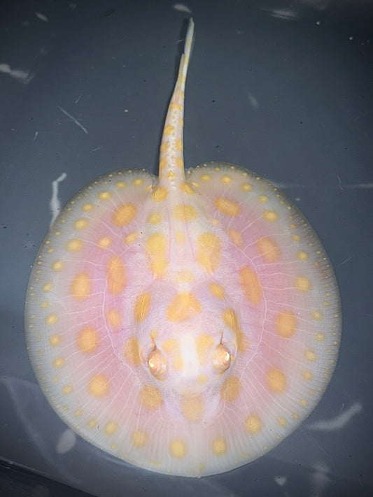 White Diamond Bigspot Male 14cm