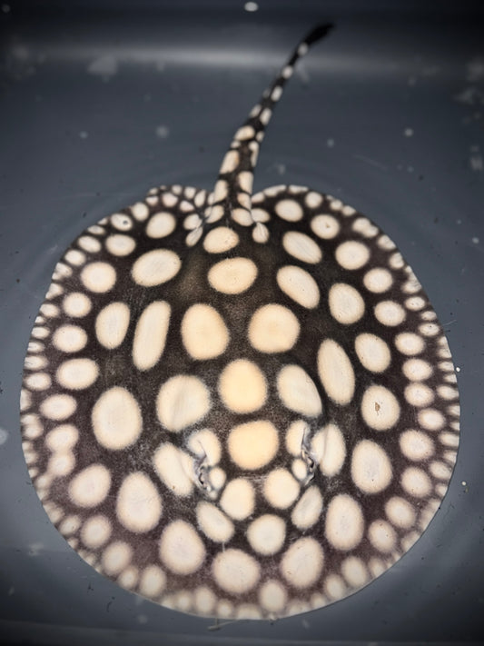 SUPERWHITE BD FEMALE 20CM - POTAMOTRYGON SP.