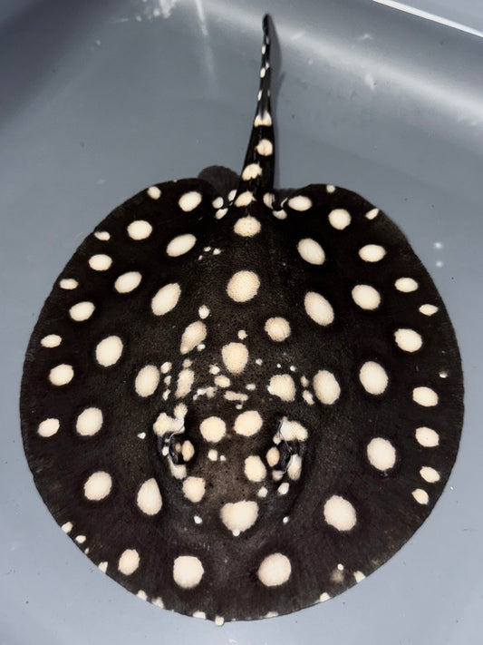 BD Hybrid male 15cm