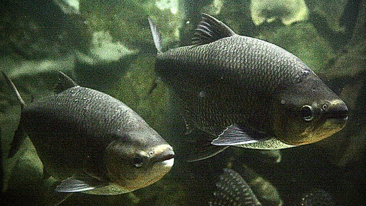 PIRAPUTANGA 50CM - BRYCON HILARII