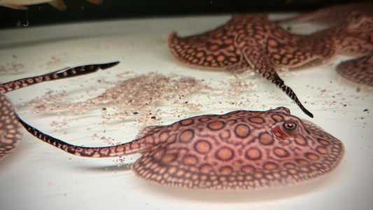 MARBLED MOTORO FEMALE 12CM - POTAMOTRYGON MOTORO