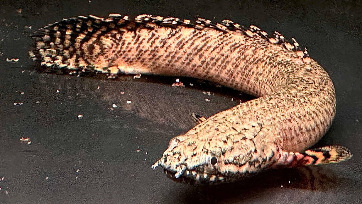 Polypterus Ornatipinnis 20cm (wild)