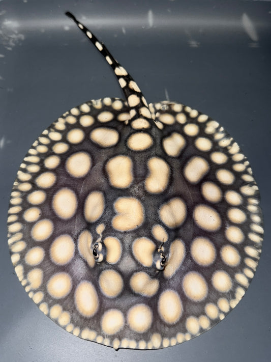 Black Diamond Bigspot Male 18cm