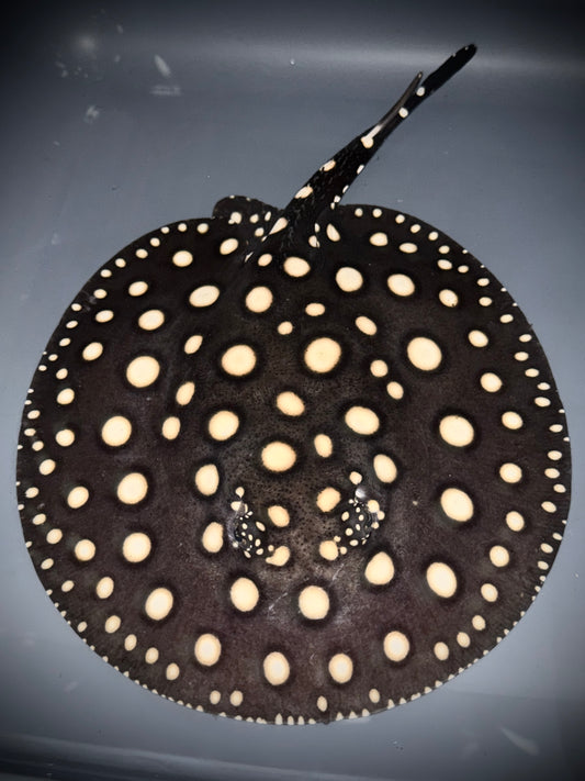 BLACK DIAMOND FEMALE 18CM - POTAMOTRYGON LEOPOLDI (pure wild bloodline guaranteed)