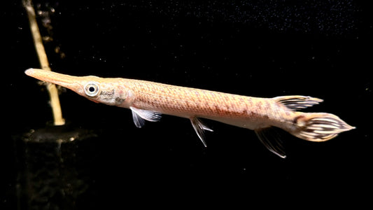 Alligator Gar 20cm