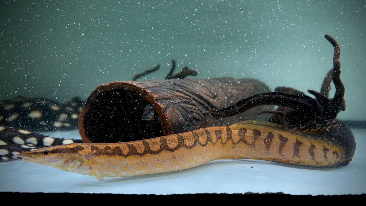 TIRE TRACK EEL 30CM - MASTACEMBELUS ARMATUS