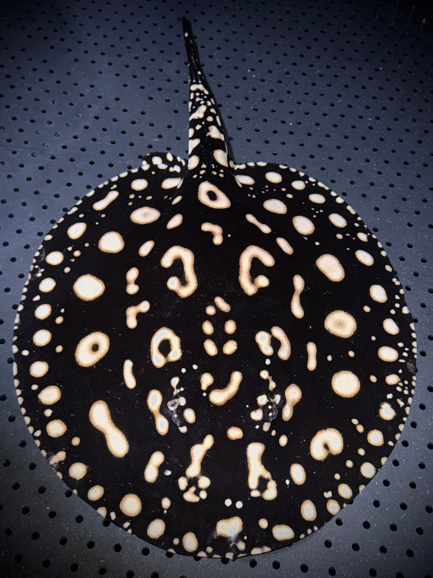 Breeding BD x HENLEI MALE 40CM - POTAMOTRYGON SP.