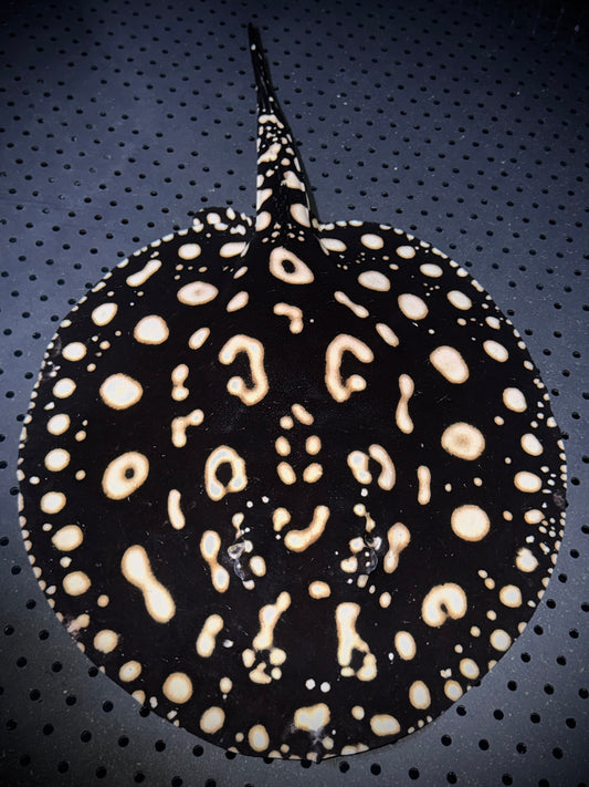 Breeding BD x HENLEI MALE 40CM - POTAMOTRYGON SP.