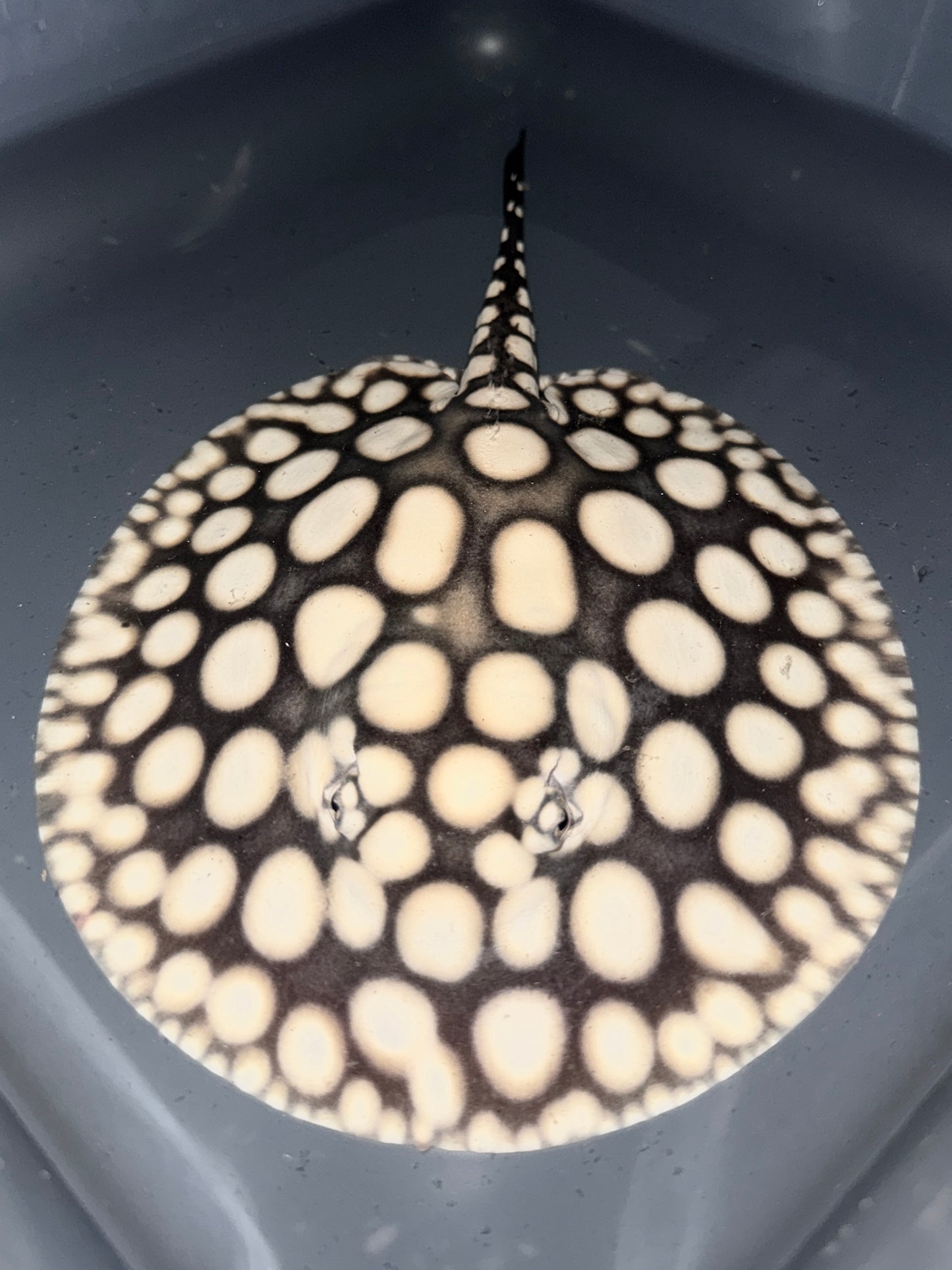 SUPERWHITE BD MALE 18CM - POTAMOTRYGON SP.