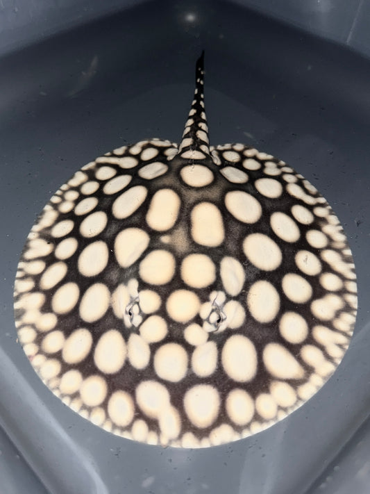 SUPERWHITE BD MALE 18CM - POTAMOTRYGON SP.