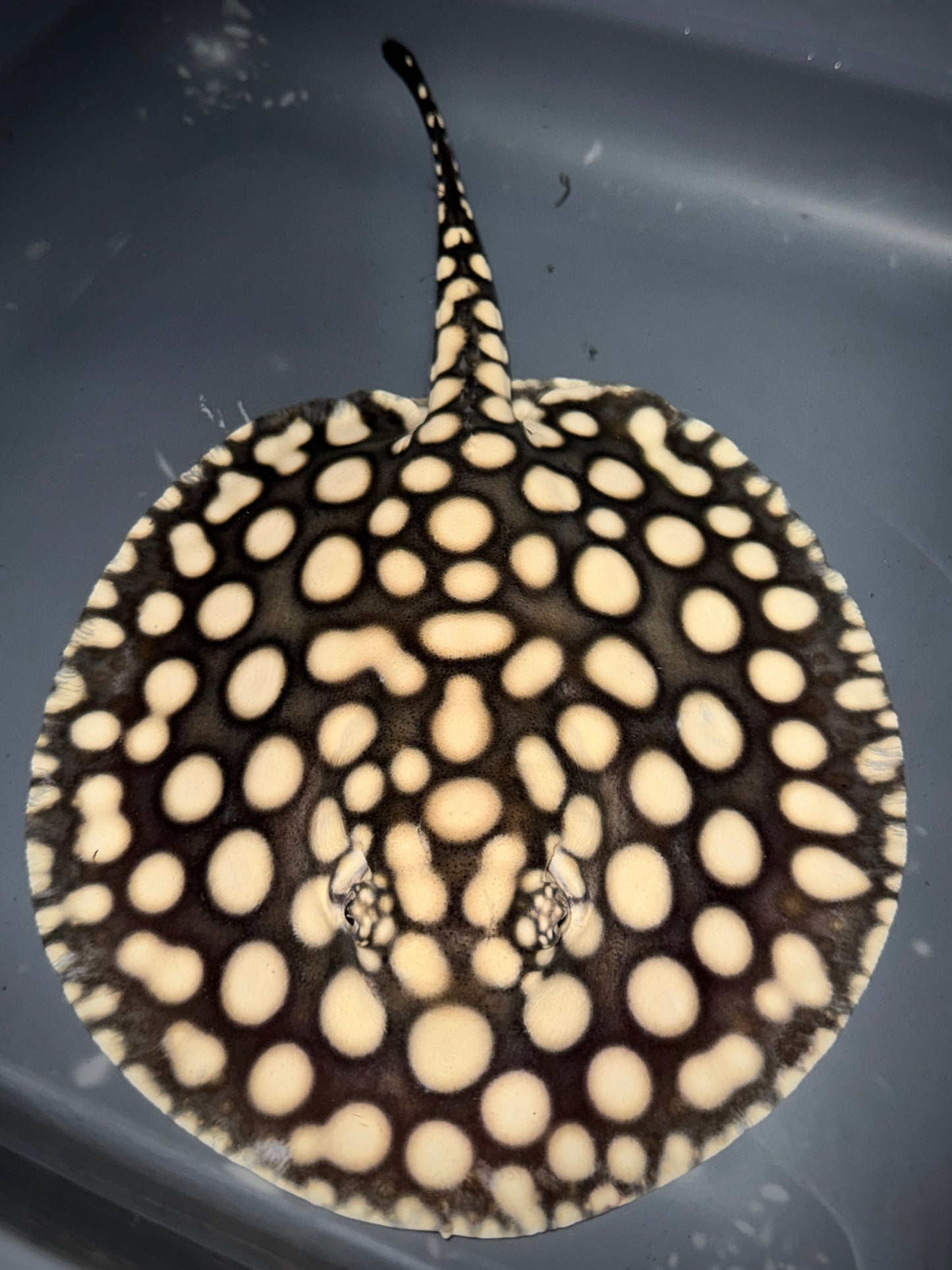 SUPERWHITE HYBRID FEMALE 22CM - POTAMOTRYGON SP. (Copy)