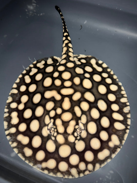 SUPERWHITE HYBRID FEMALE 22CM - POTAMOTRYGON SP. (Copy)