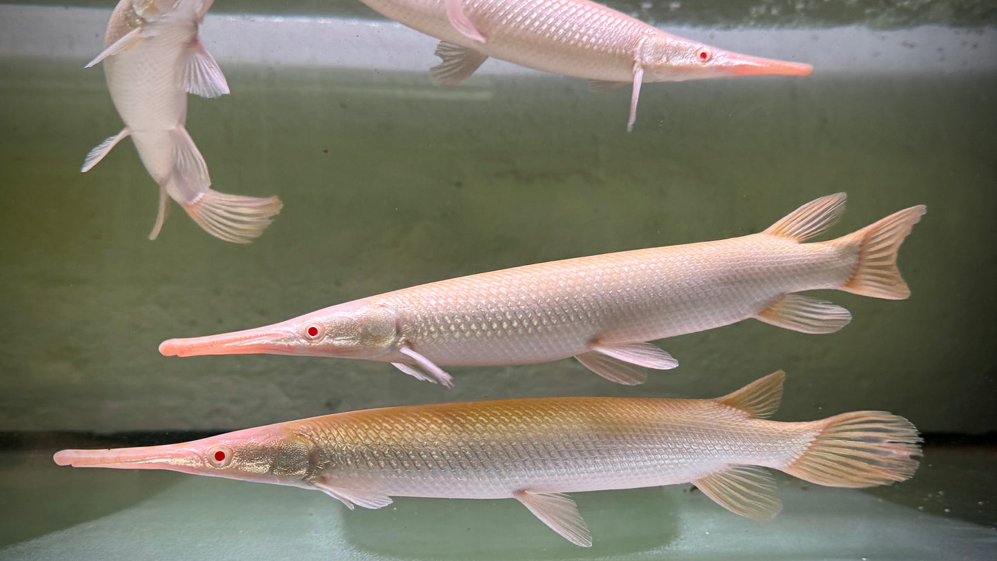 ALBINO FLORIDA GAR 30CM -  LEPISOSTEUS PLATYRHINCUS