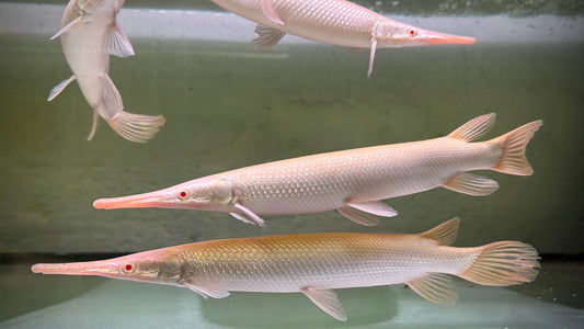 ALBINO FLORIDA GAR 30CM -  LEPISOSTEUS PLATYRHINCUS