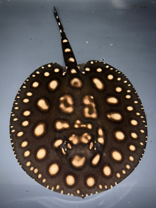 Blackdiamond x Henlei Male 15cm
