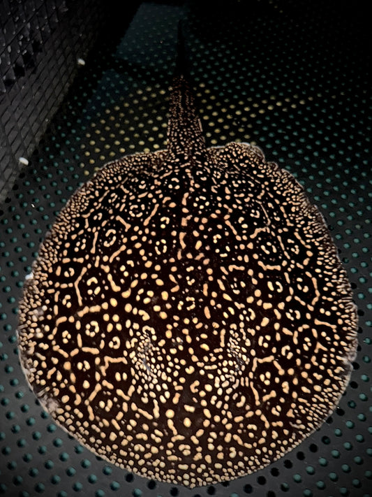BREEDING HET ALBINO GOLDENBASE PEARL FEMALE 40CM - POTAMOTRYGON JABUTI (pickup only)