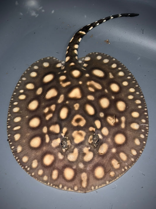 Blackdiamond x Henlei Male 15cm