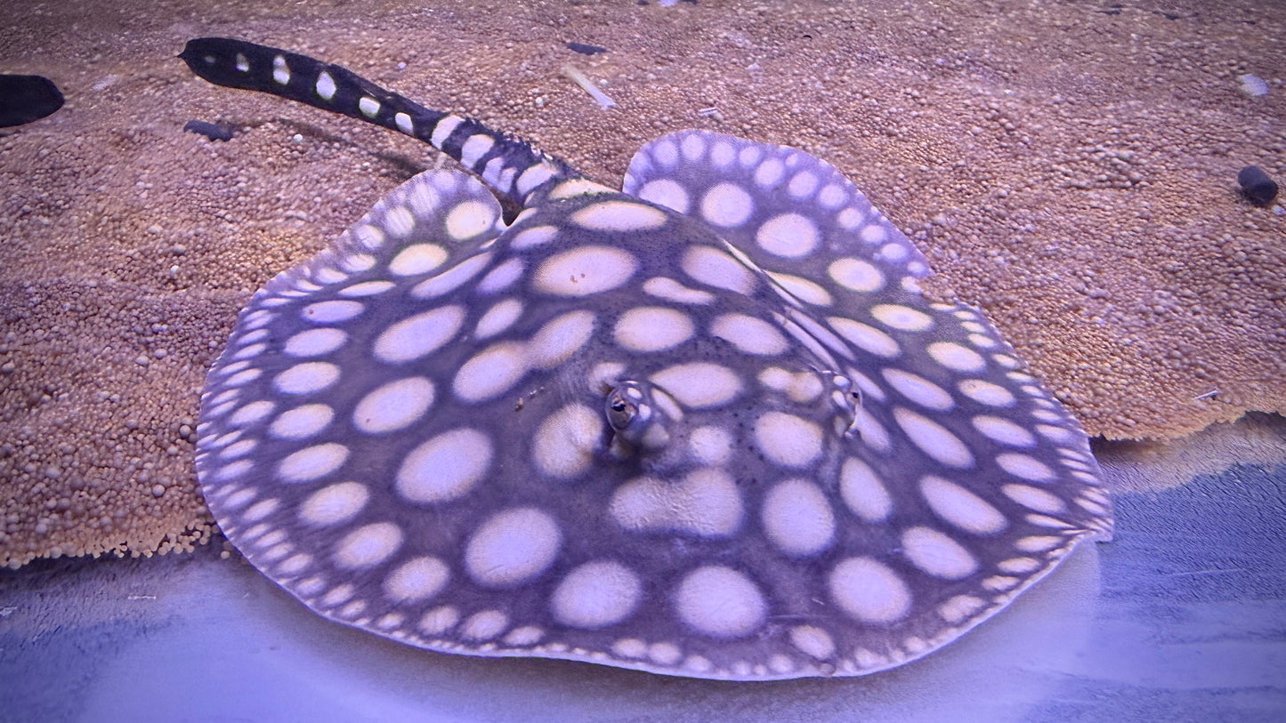 HENLEI x BLACKDIAMOND LEOPOLDI MALE 16CM - POTAMOTRYGON SP. (Copy)