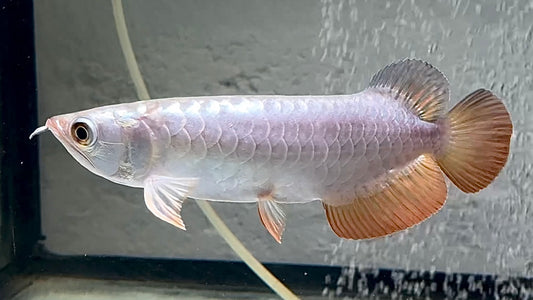 GOLDEN CROSSBACK AROWANA 18CM - SCLEROPAGES FORMOSUS (really nice piece, good cross, compact body)