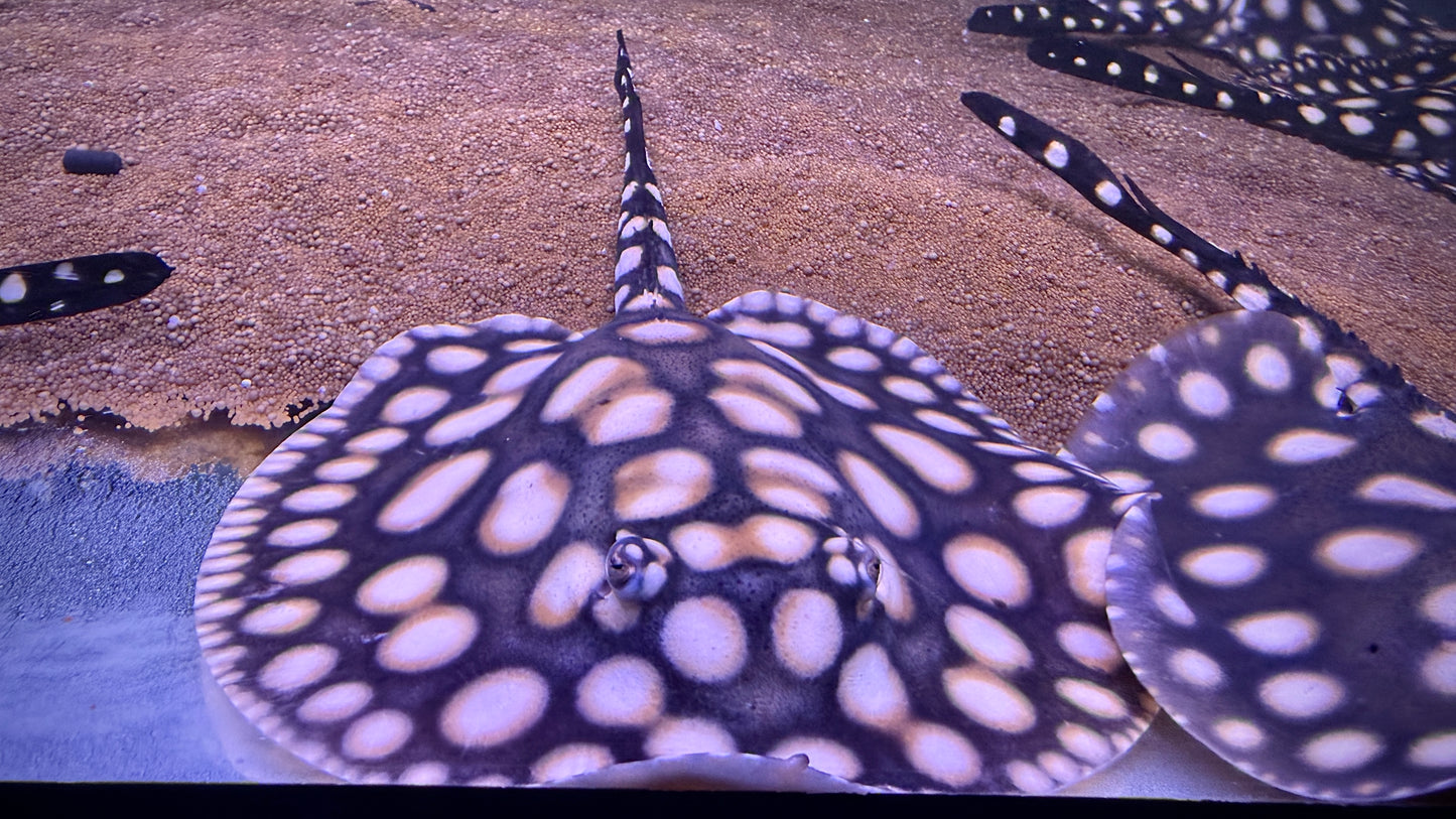 HENLEI x BLACKDIAMOND LEOPOLDI MALE 16CM - POTAMOTRYGON SP.