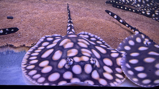 HENLEI x BLACKDIAMOND LEOPOLDI MALE 16CM - POTAMOTRYGON SP.