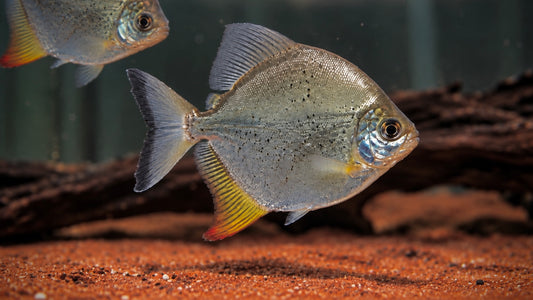 YELLOW FIN RED HOOK SILVER DOLLAR 8CM - MYLOPLUS ARNOLDI