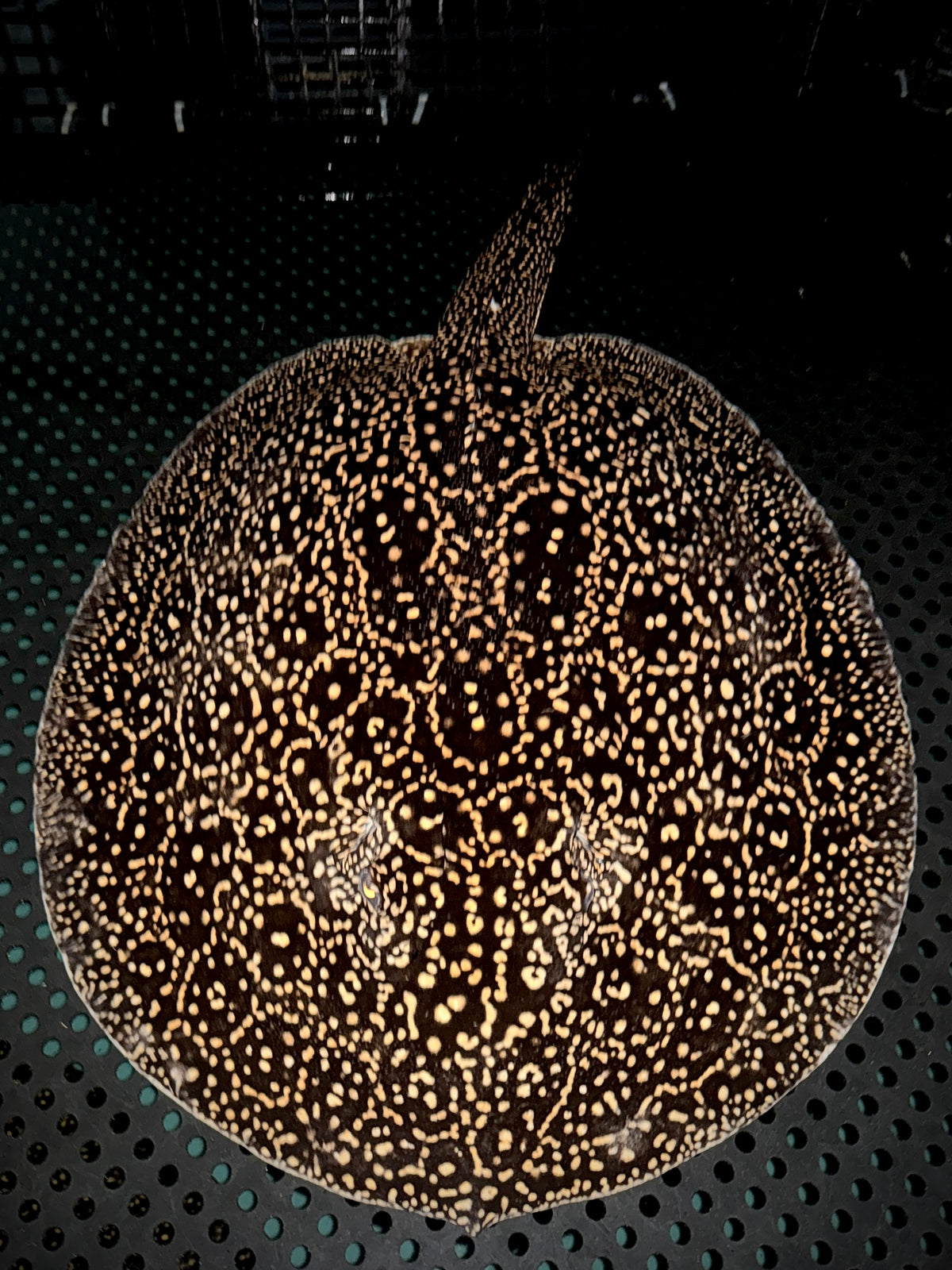 BREEDING HET ALBINO GOLDENBASE PEARL FEMALE 45CM - POTAMOTRYGON JABUTI (pickup only)