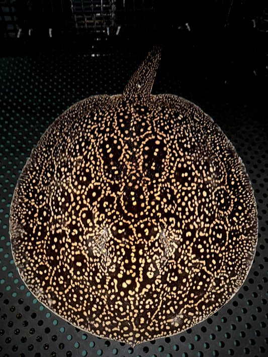 BREEDING HET ALBINO GOLDENBASE PEARL FEMALE 45CM - POTAMOTRYGON JABUTI (pickup only)