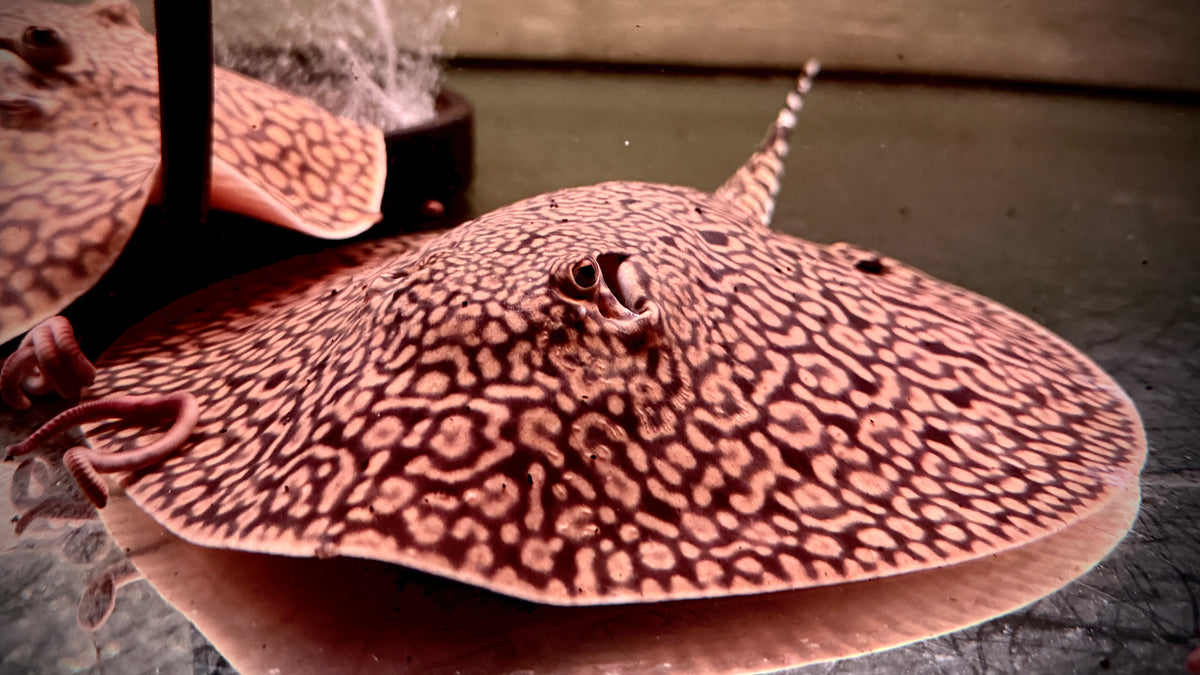 TIGERRAY MALE 25CM - POTAMOTRYGON TIGRINA (so rare now, full tail)