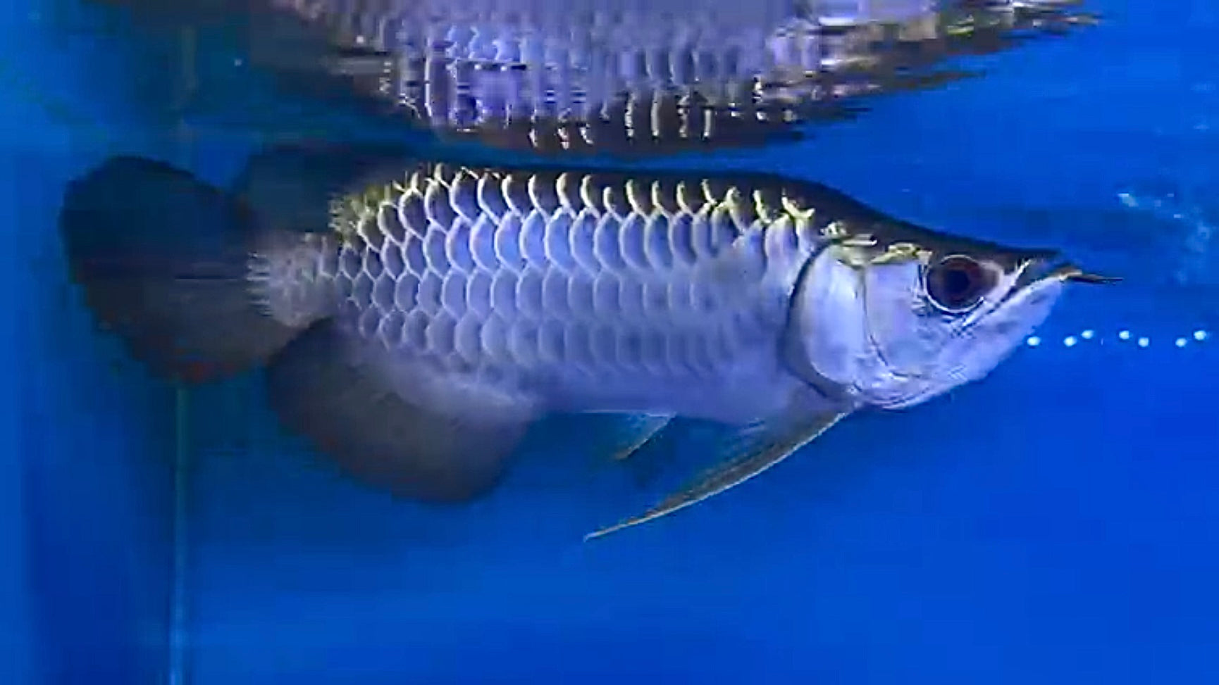 King Shortbody Bluebase Crossback (available in 5 weeks)