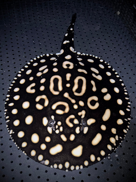 Breeding BD x HENLEI MALE 35CM - POTAMOTRYGON SP.