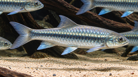 BLUE MASHEER 9CM -  NEOLISSOCHEILUS STRACHEYI