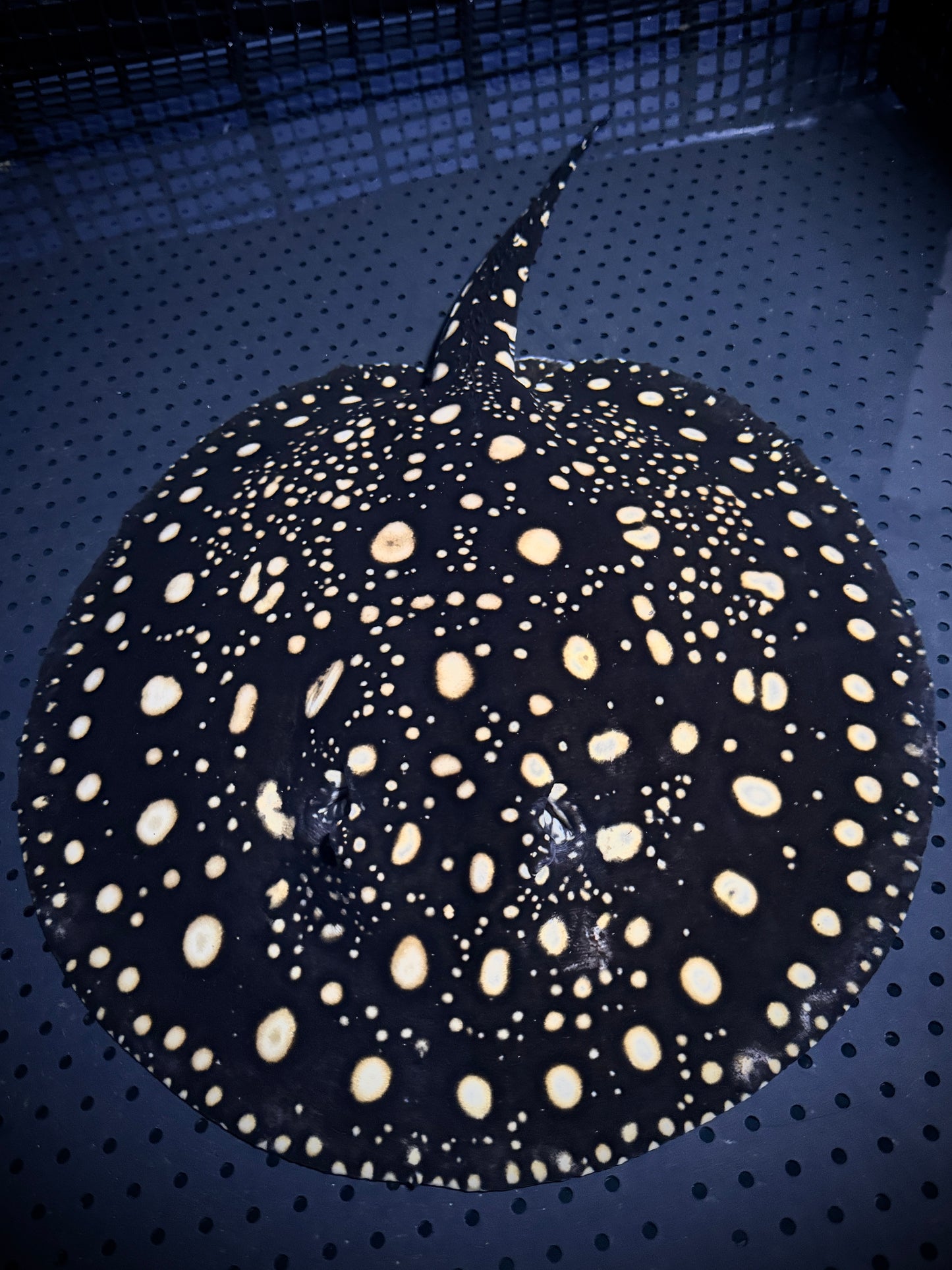 BREEDING THOUSAND ISLAND FEMALE 50CM - POTAMOTRYGON SP. (pickup only)
