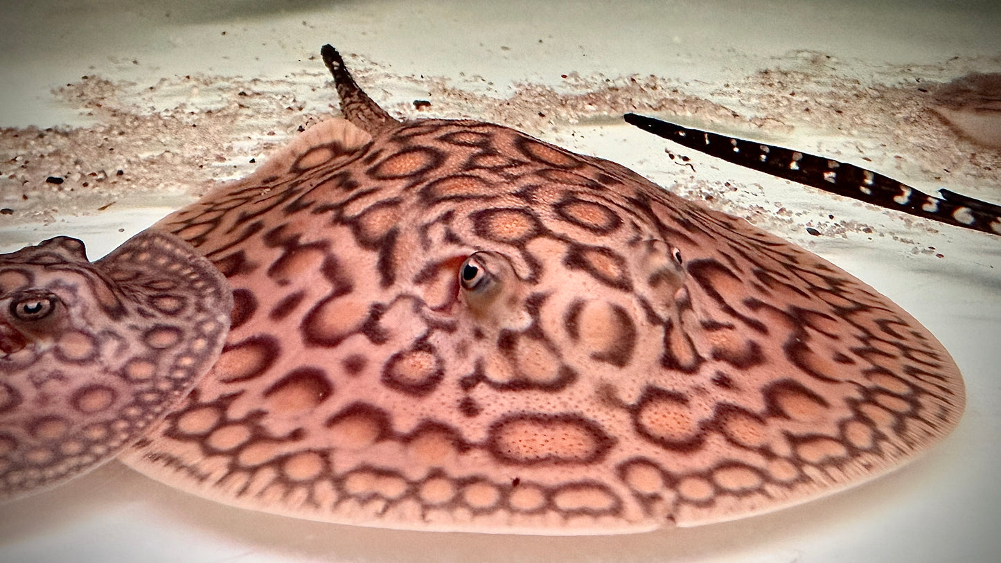 MARBLED MOTORO FEMALE 16CM - POTAMOTRYGON MOTORO