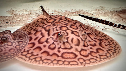 MARBLED MOTORO FEMALE 16CM - POTAMOTRYGON MOTORO