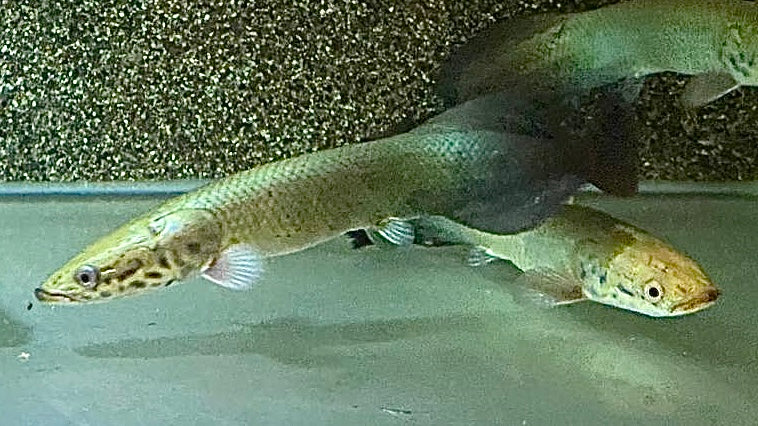 Arapaima Gigas