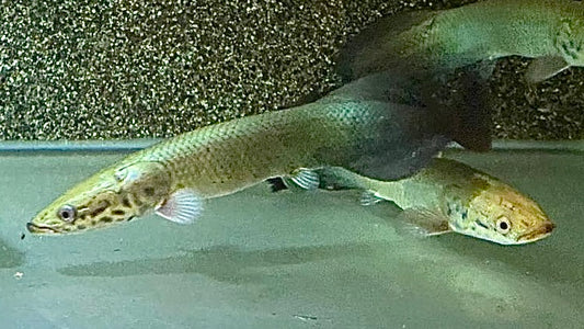 Arapaima Gigas