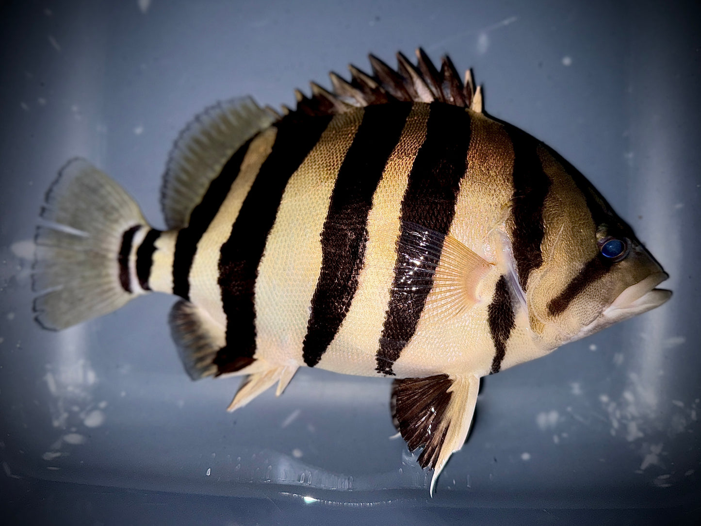 SUMATRA TIGER 28CM - DATNIOIDES MICROLEPIS (super color and contrast)