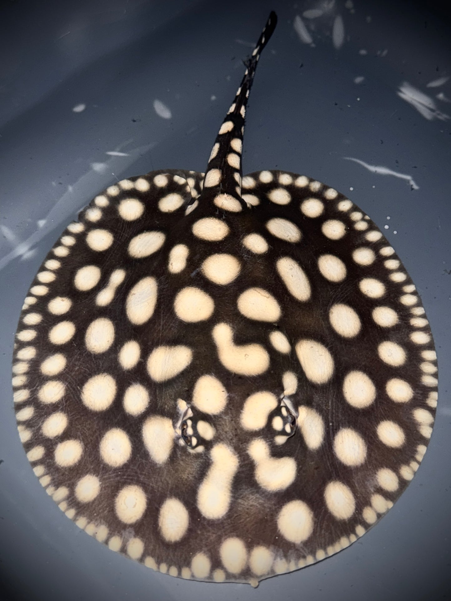 SAO FELIX BD x HENLEI FEMALE 18CM - POTAMOTRYGON SP.