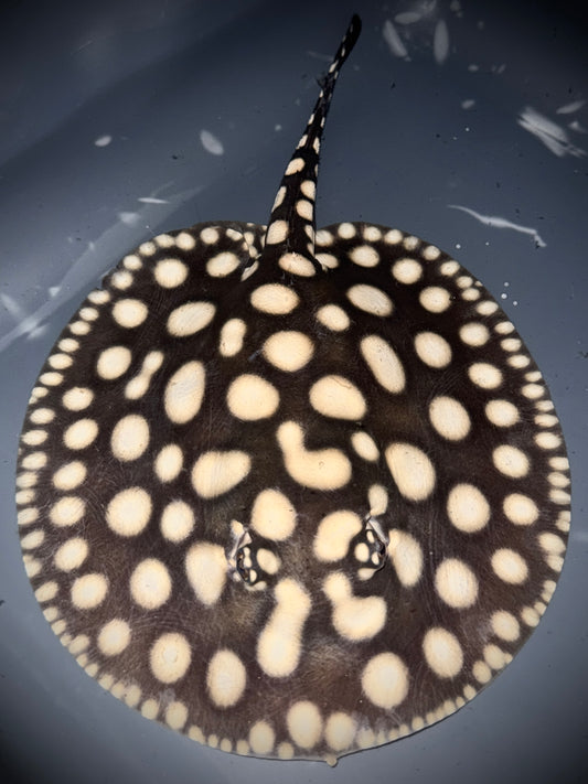 SAO FELIX BD x HENLEI FEMALE 18CM - POTAMOTRYGON SP.
