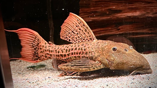 L273 RED TITANIC PLECO 30CM - PSEUDACANTHICUS SP. (absolute super quality)