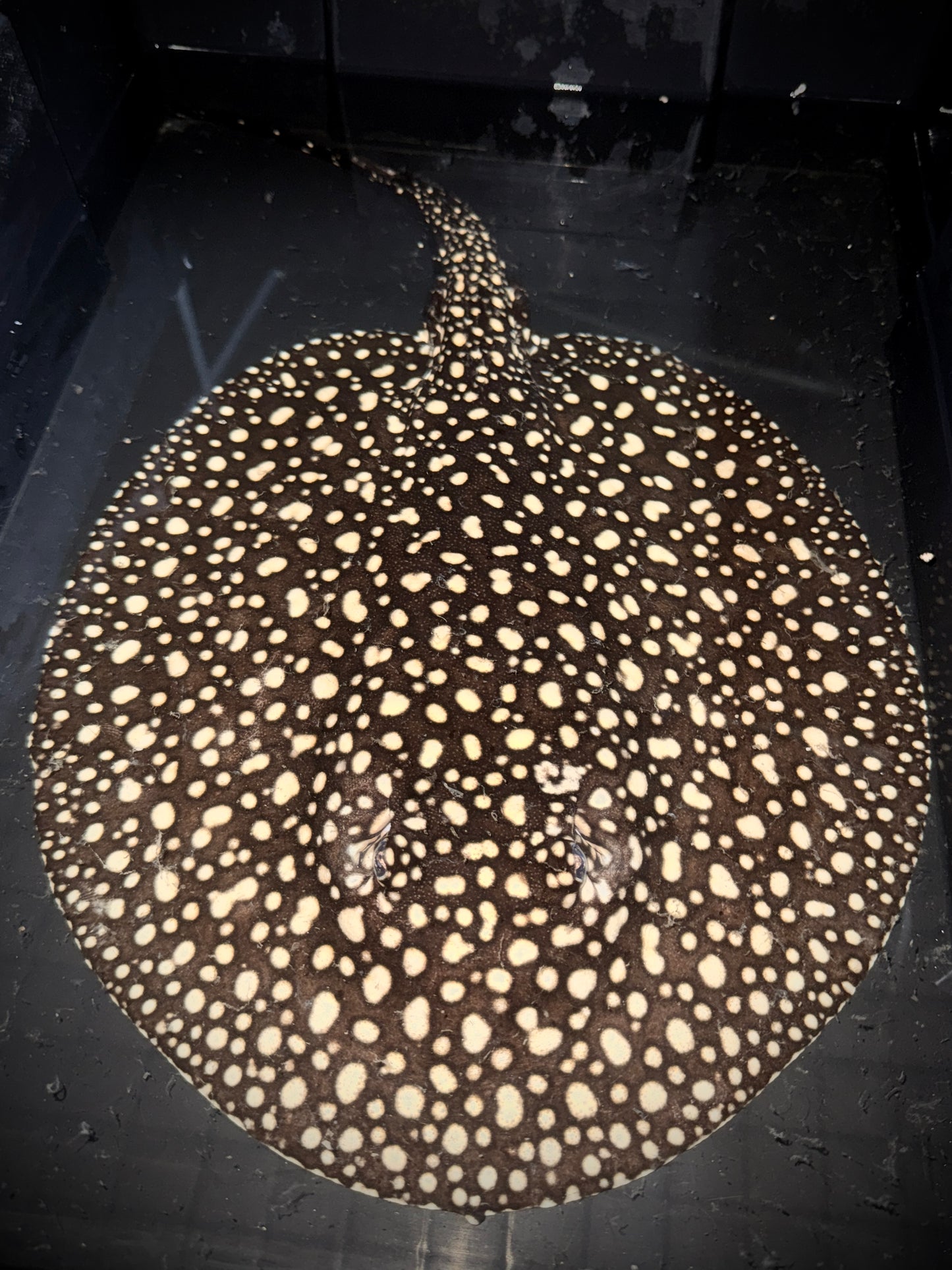 P14 GALAXY MALE BREEDER 30CM - POTAMOTRYGON ALBIMACULATA