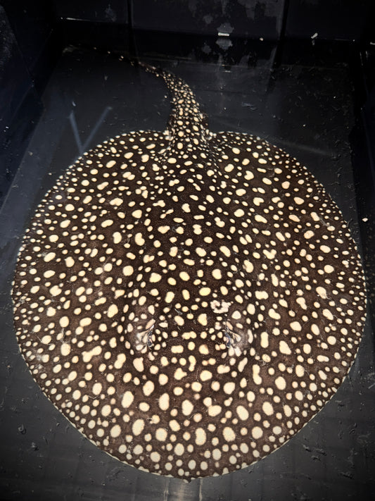 P14 GALAXY MALE BREEDER 30CM - POTAMOTRYGON ALBIMACULATA