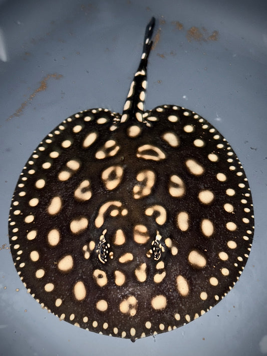 Blackdiamond x Henlei Male 15cm