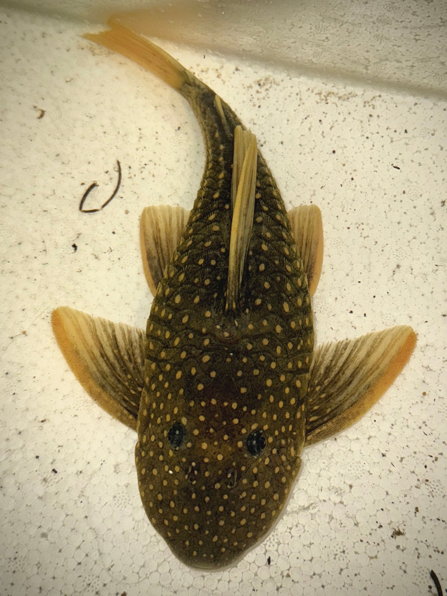 Luteus 28cm (super short and fat)