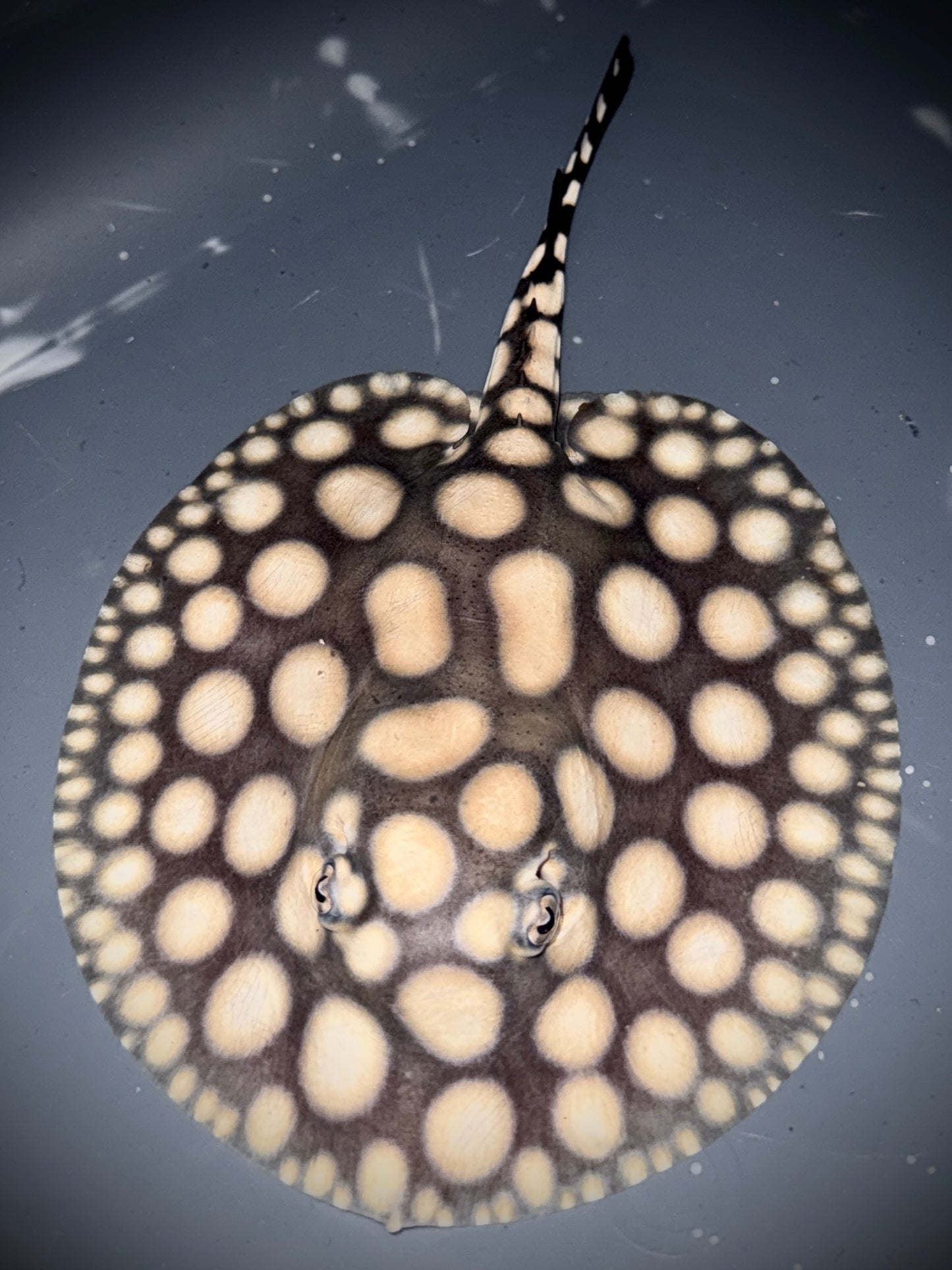 SAO FELIX BD x HENLEI MALE 15CM - POTAMOTRYGON SP.