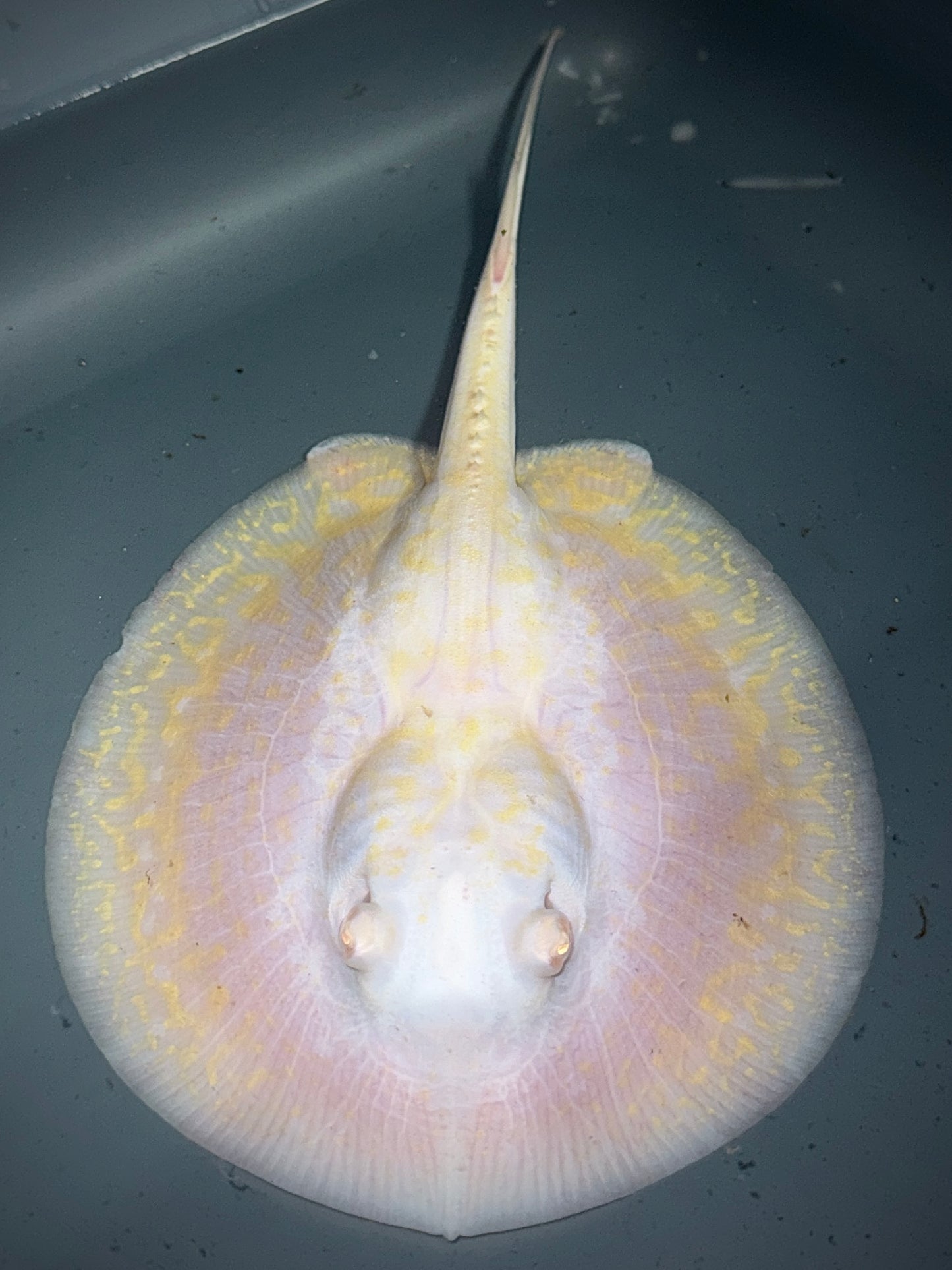 ALBINO GOLDENBASE PIED PEARL MALE 16CM - POTAMOTRYGON JABUTI (so much white)