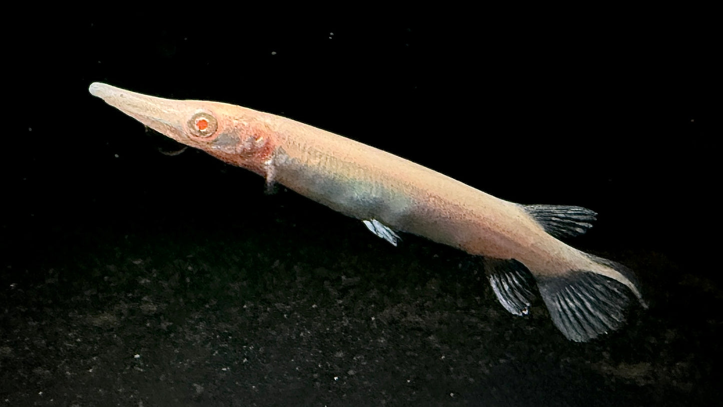 ALBINO ALLIGATOR GAR 8CM