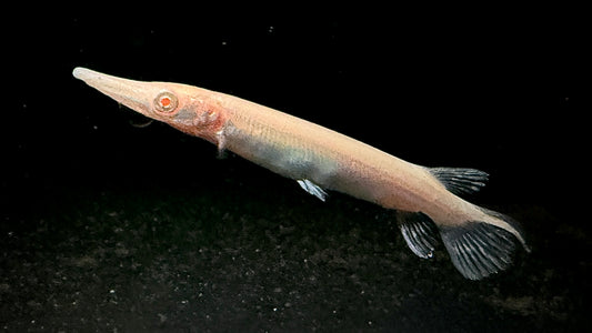 ALBINO ALLIGATOR GAR 8CM