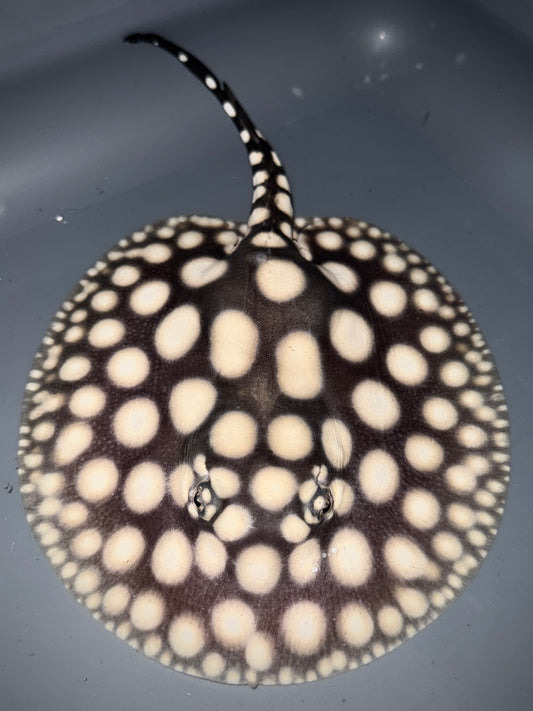 SUPERWHITE BD MALE 14CM - POTAMOTRYGON SP.